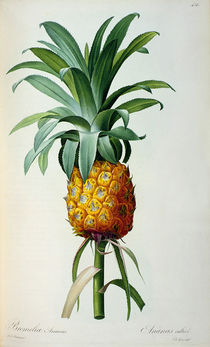 Bromelia Ananas, from 'Les Bromeliacees' von Pierre Joseph Redoute