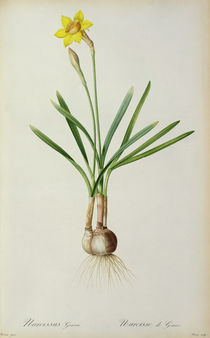 Narcissus Gouani, from `Les Liliacees' von Pierre Joseph Redoute