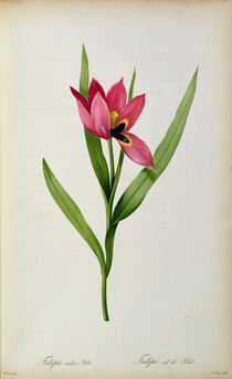 Tulipa oculus-solis, from 'Tulipe des Jardins' by Pierre Joseph Redoute