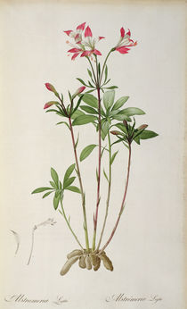 Alstraemeria Ligtu, from `Les Liliacees' by Pierre Redoute von Pierre Joseph Redoute