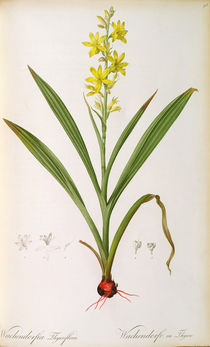 Wachendorfia Thyrsiflora, from 'Les Liliacees' von Pierre Joseph Redoute