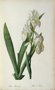 Iris Florentina, from `Les Liliacees' von Pierre Joseph Redoute