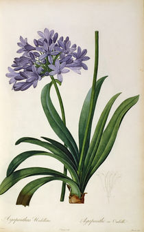 Agapanthus umbrellatus, from `Les Liliacees' by Pierre Redoute von Pierre Joseph Redoute