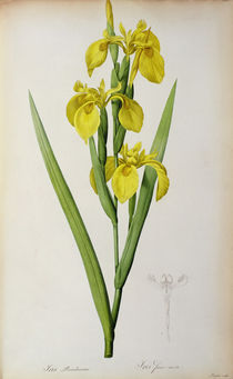 Iris Pseudacorus, from `Les Liliacees' by Pierre Joseph Redoute