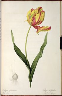 Tulipa gesneriana dracontia von Pierre Joseph Redoute