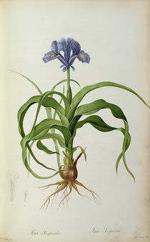 Iris Scorpioides, from `Les Liliacees' von Pierre Joseph Redoute