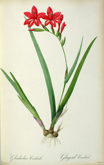 Gladiolus Cardinalis, from `Les Liliacees' by Pierre Joseph Redoute