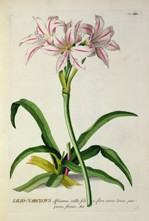 Lilio-Narcissus, Africanus von Pierre Joseph Redoute