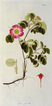 Rosa Pumila, from 'Les Roses' Vol II by Pierre Joseph Redoute