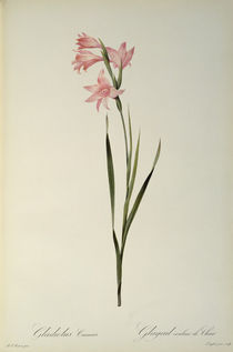 Gladiolus Carneus, from `Les Liliacees' by Pierre Joseph Redoute