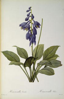 Hemerocallis Caerulea, from `Les Liliacees' by Pierre Joseph Redoute