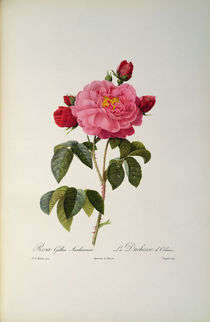 Rosa Gallica Aurelianensis or the Duchess of Orleans from by Pierre Joseph Redoute