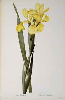 Iris Monnieri, from `Les Liliacees' by Pierre Joseph Redoute