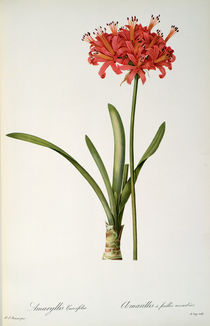 Amaryllis Curvifolia, 1809 by Pierre Joseph Redoute