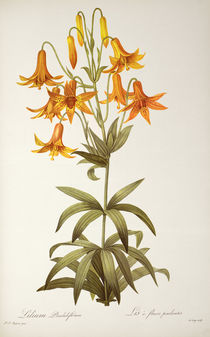 Lilium Penduliflorum, from `Les Liliacees' by Pierre Joseph Redoute