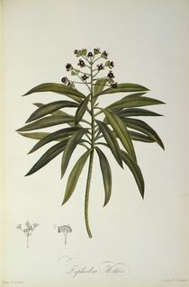 Euphorbia Mellifera, from `Le Jardin de la Malmaison' by Pierre Joseph Redoute