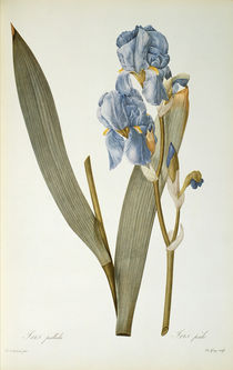 Iris Pallida, from `Les Liliacees' von Pierre Joseph Redoute