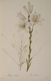 Lilium Candidum, from `Les Liliacees' von Pierre Joseph Redoute