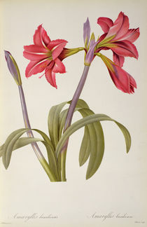 Amaryllis Brasiliensis, from `Les Liliacees' by Pierre Redoute by Pierre Joseph Redoute