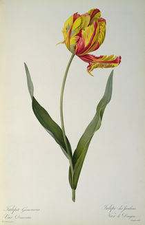 Tulipa gesneriana dracontia by Pierre Joseph Redoute