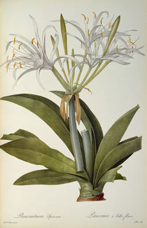 Pancratium speciosum, from `Les Liliacees' by Pierre Joseph Redoute