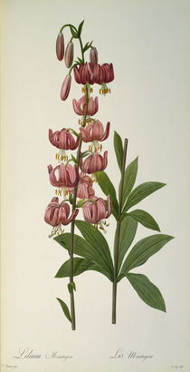 Lilium Martagon, from `Les Liliacees by Pierre Joseph Redoute