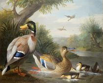 Ducks in a River Landscape by Jakob Bogdani or Bogdany