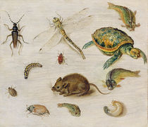 A Study of Insects, Sea Creatures and a Mouse by Jan Brueghel the Elder