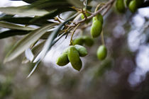 Grüne Oliven von Sonja Dürnberger