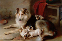 A Collie with Fox Terrier Puppies von Walter Hunt