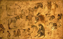 Study of Donkeys, Kittens and Monkeys by Jan Brueghel the Elder