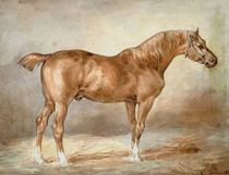 A docked chestnut horse von Theodore Gericault