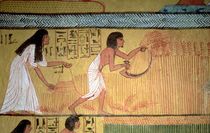 Detail of a harvest scene on the East Wall by Egyptian 19th Dynasty