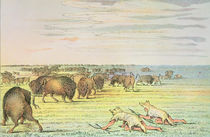 Stalking buffalo by George Catlin