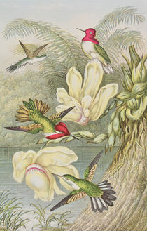Humming birds among tropical flowers von English School