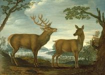 Stag and hind in a wooded landscape by German School