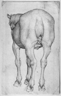 Horse, from the The Vallardi Album von Antonio Pisanello