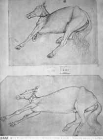 Dead horses, from the The Vallardi Album by Antonio Pisanello