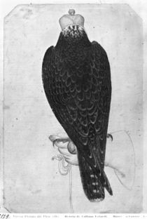 Hawk on hand, seen from behind von Antonio Pisanello