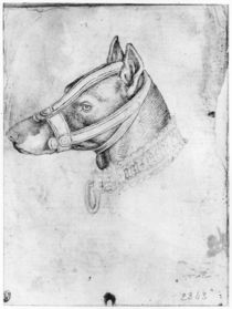 Head of a muzzled dog, from the The Vallardi Album von Antonio Pisanello