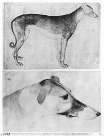 Greyhound and head of a greyhound by Antonio Pisanello
