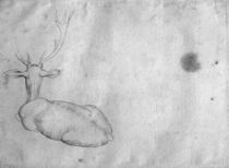 Resting stag, seen from behind by Antonio Pisanello