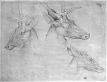 Two heads of stags, one head of a doe by Antonio Pisanello