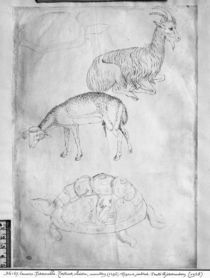 Two tortoises, goat and sheep von Antonio Pisanello