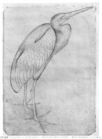 Pelican, from the The Vallardi Album von Antonio Pisanello