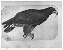 Hawk, from the The Vallardi Album by Antonio Pisanello
