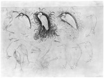 Fourteen egrets, from the The Vallardi Album by Antonio Pisanello