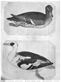 Ducks, from the The Vallardi Album by Antonio Pisanello