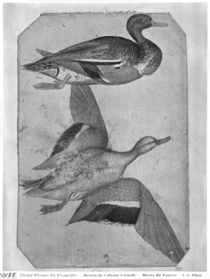 Ducks, from the The Vallardi Album by Antonio Pisanello