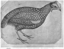 Guinea Fowl, from the The Vallardi Album by Antonio Pisanello